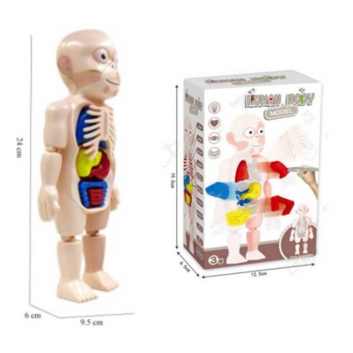 toyswonderland-โมเดลหุ่นจำลอง-human-body-model-โมเดลอวัยวะ-anatomy-กายวิภาค-ศึกษา-ตับ-ไต-ไส้-พุง