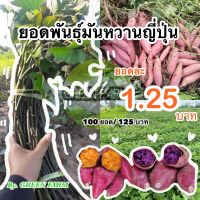 Woww สุดคุ้ม ยอดพันธุ์มันหวานญี่ปุ่น(สีส้ม,สีม่วง) 100ยอด/125 คละได้ ราคาโปร พรรณ ไม้ น้ำ พรรณ ไม้ ทุก ชนิด พรรณ ไม้ น้ำ สวยงาม พรรณ ไม้ มงคล