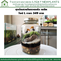 ชุดจัดสวนในขวดแก้ว เบสิค ไซต์ L ราคา 349 บาท