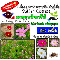 เมล็ดพันธุ์ ดอกดาวกระจายฝรั่งต้นเตี้ย (Sulfur Cosmos) 150 เมล็ด ปลูกง่าย ปลูกได้ทั่วไทย โตไวคละสี สูง 30 ซม