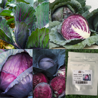 เมล็ด : กะหล่ำปลีม่วง Cabbage - Red Acre 30-120 เมล็ด กะหล่ำปลี กะหล่ำ เมล็ดพืชสวนครัว ผัก สวนครัว เมล็ดพันธุ์