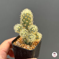 นิ้วเลมอน #ต้นเดี่ยว Mammillaria elongata lemon แคคตัส กระบองเพชร cactus&amp;succulent