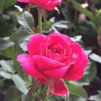 เมล็ดพันธุ์ Garden Seeds 30 เมล็ด ดอกกุหลาบ สีม่วง พันธุ์ดอกใหญ่ นำเข้า Rose Seeds