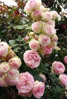 30 เมล็ด เมล็ดพันธุ์ Garden กุหลาบ อิงลิสเซ่ Englische Rose seed ดอกใหญ่ นำเข้าจากต่างประเทศ พร้อมคู่มือ
