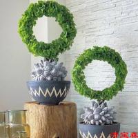 [COD] South African tortoise dragon green plant climbing vine good succulent plants with pots and leaves free shipping