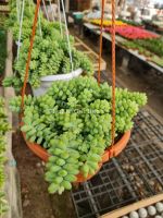 ต้นรวงข้าว (Sedum morganianum) ??