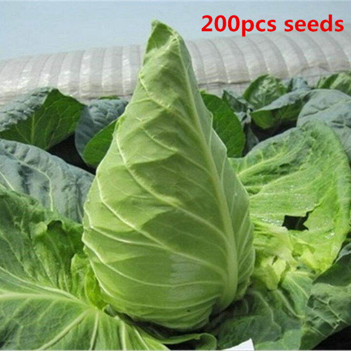 Philippines Ready Stock 200 PCS Oxheart Cabbage Organic Vegetable Cour