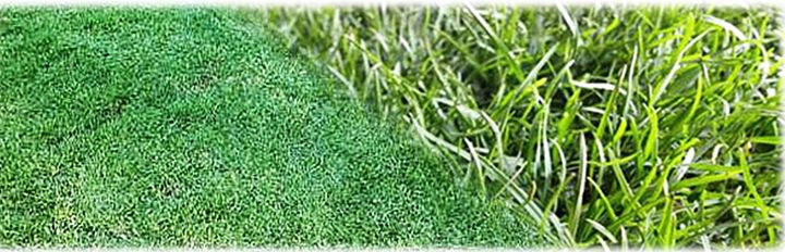 ขายส่ง-1-กิโลกรัม-เมล็ดหญ้าพาสพาลัม-paspalum-grass-หญ้าพัลธลั่ม-หญ้าปูสนาม-สนามหญ้า-หญ้าญี่ปุ่น-พืชตระกูลหญ้า-เมล็ดพันธ์หญ้า