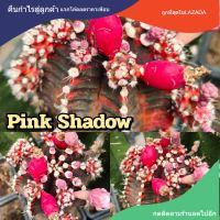 เมล็ดยิมโน "Pink Shadow"