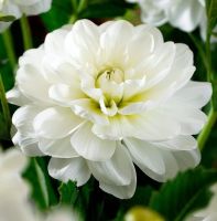 1 หัว/ออเดอร์ รักเร่ Dahlia Bulb สายพันธุ์ White Onesta หัวรักเร่ ดอกไม้ หัวหน่อ เหง้า นำเข้า เนเธอร์แลน หัวสดใหม่