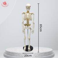 Teaching with spinal joint spinal cord medicine bonesetting human body model is flexible 85 cm real bone texture