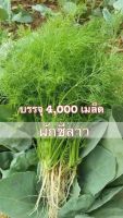 ผักชีลาว พืชผักสมุนไพร ผักสวนครัว 4000 เมล็ด