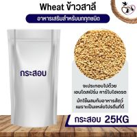 ข้าวสาลี Wheat Rice เพาะได้ อาหารนก กระต่าย หนู กระต่าย กระรอก ชูก้า และสัตว์ฟันแทะ (กระสอบ 25KG)