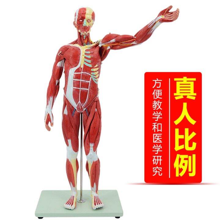 human-body-muscle-model-can-remove-the-whole-body-muscle-dissection-bone-art-with-muscle-load-point-medical