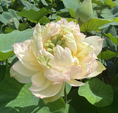 5 เมล็ด บัวนอก บัวนำเข้า บัวสายพันธุ์ Dasajin Lotus สีขาว ครีม สวยงาม ปลูกในสภาพอากาศประเทศไทยได้ ขยายพันธุ์ง่าย เมล็ดสด