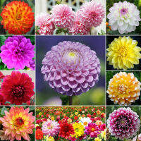 Ready Stock Multicolor Dahlia Flower Seeds（200pcs/bag ) ไม้ประดับ กล้วยไม้ เมล็ดดอกไม้สวย บอนไซ บอนสีหายาก แต่งบ้านและสวน Plants พันธุ์ไม้หายาก พันธุ์ไม้ดอก เมล็ดดอกไม้ - Seeds for Planting Flowers - อัตราการงอกสูง，ปลูกง่าย ปลูกได้ทั่วไทย