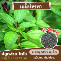 เมล็ดพันธุ์ โหรพา? สมุนไพรประจำบ้าน แบ่งขาย 600 เมล็ด (ซื้อ 5 แถม 1)