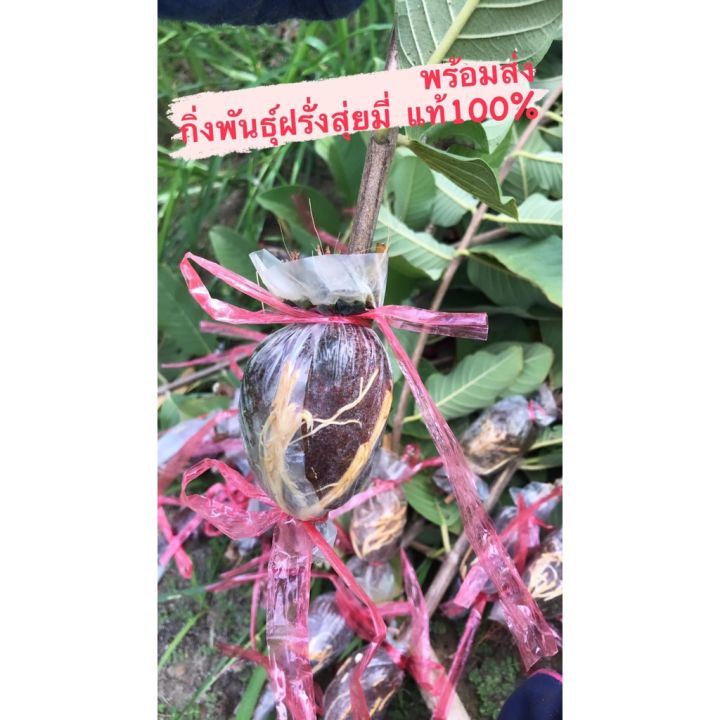 hot-กิ่งพันธุ์ฝรั่งสุ่ยมี่-สายน้ำผึ้ง-ซื้อ-5-แถม1-แบบตุ้ม-รากยาว-แท้100-ส่งด่วน-พรรณ-ไม้-น้ำ-พรรณ-ไม้-ทุก-ชนิด-พรรณ-ไม้-น้ำ-สวยงาม-พรรณ-ไม้-มงคล