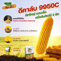 ? ดีคาล์บ #9950C ฝักใหญ่ แกนเล็ก ยืนต้นดี ฝักหักง่าย