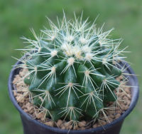 ถังทอง (Echinocactus grusonii) แคคตัส กระบองเพชร จัดส่งแบบถอดราก