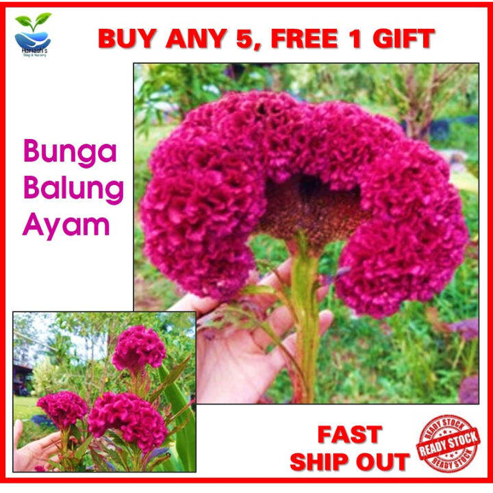 Biji Benih & Anak Pokok Bunga Balung Ayam Cockscomb Flower Seeds ...