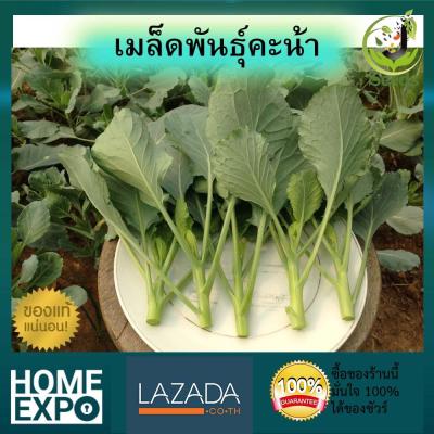 **พร้อมส่ง** เมล็ดพันธุ์ คะน้ายอด จำนวน 15 กรัม เมล็ดพันธุ์คัดสรร นิยมปลูก โตเร็ว คะน้ายอด