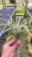 Tillandsia harrisii