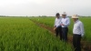 Gạo đặc sản kampot 5kg - gieo trồng tại vùng biên giơi tây ninh - ảnh sản phẩm 4