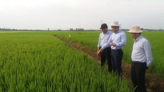 Gạo đặc sản kampot 5kg - gieo trồng tại vùng biên giơi tây ninh - ảnh sản phẩm 4