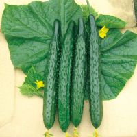 เมล็ด : เมล็ดแตงกวาญี่ปุ่น Japanese Cucumber Seed แตงกวายาว แตงกวาญี่ปุ่น เมล็ดพืช เมล็ดผัก เมล็ดพันธุ์ 50 เมล็ด [ไม่ใช่พืช! เป็นเมล็ดพันธุ์] [คลังสินค้าจุด][ขายตรงจากโรงงาน][ของแท้อย่างเป็นทางการ][โปรโมชั่นลดราคา][50 เมล็ดพันธุ์][เมล็ดผลไม้][เมล็ดพันธุ์ผ