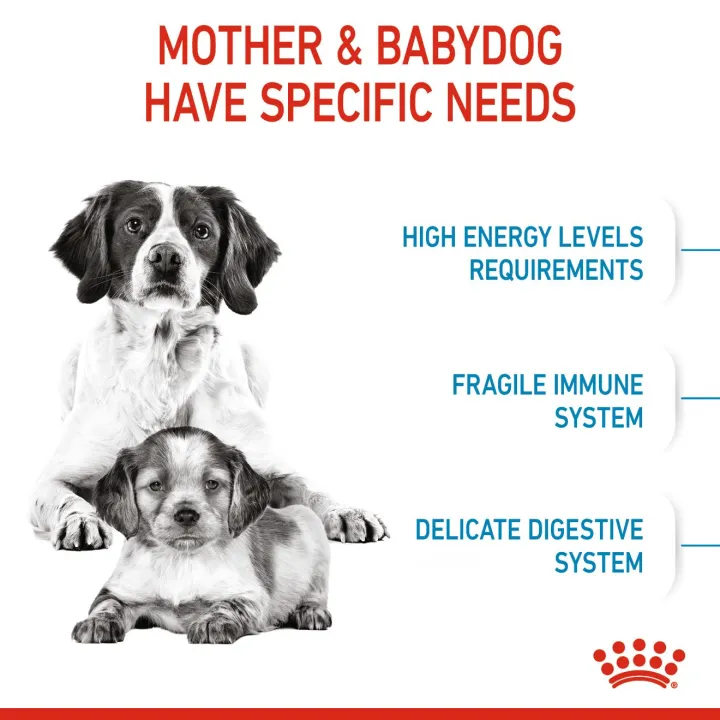 royal-canin-medium-starter-4-kg-อาหารแม่สุนัข-และลูกสุนัขพันธุ์กลาง-ชนิดเม็ด