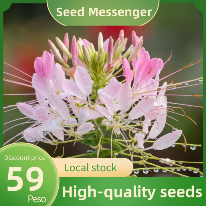 (Cleome Spinosa Seed 6 Seeds)Bonsai Flower Seeds for Gardening Outdoor ...