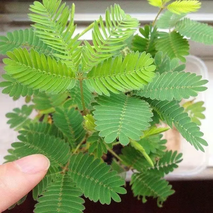 Mimosa Seeds Bonsai Flower Seeds for Planting Mimosa Pudica Seedlings