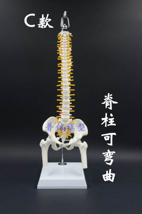 at-the-human-body-vertebra-model-with-pelvic-femoral-bone-flexible-activities-hanging-spine-model