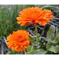 Calendula Calendula เมล็ดพืช [ไม่ใช่พืช! เป็นเมล็ดพันธุ์] [คลังสินค้าจุด][ขายตรงจากโรงงาน][ของแท้อย่างเป็นทางการ][โปรโมชั่นลดราคา][50 เมล็ดพันธุ์][เมล็ดผลไม้][เมล็ดพันธุ์ผัก][อร่อยจัง][ปลอดภัย][คลังสินค้าจุด][ผลผลิต89%][ความดีงาม]