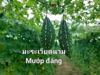 มะระ เมล็ดพันธุ์มะระเวียดนาม Bitter gourd Vietname Seeds แบ่งขาย บรรจุ 3 เมล็ด