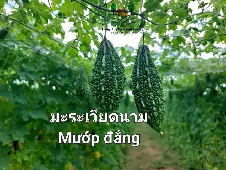 มะระ-เมล็ดพันธุ์มะระเวียดนาม-bitter-gourd-vietname-seeds-แบ่งขาย-บรรจุ-3-เมล็ด