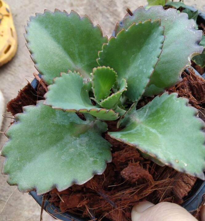 เศรษฐีพันล้าน-kalanchoe-hybrid-เป็นไม้มงคลเสริมความร่ำรวย-ทำมาค้าขึ้น-ทนแล้ง-เลี้ยงง่าย-ชอบแดด-กระถาง5นิ้ว