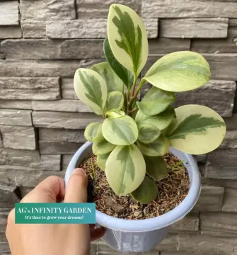 Peperomia Scandens Variegated – Fantastic Gardens