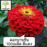 ดอกบานชื่น สีเเดง 100 เมล็ด ดอกไม้ พันธุ์ไม้ ต้นไม้ เมล็ดพันธุ์