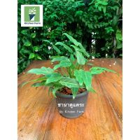 ราคาพิเศษ ฟิโลเดนดรอน ซานาดูแคระ ขานาดูแคระ ไม้ฟอกอากาศ ไม้ประดับ (Philodendron xanadu) ส่งไว ต้นไม้ ต้นไม้ประดับ ต้นไม้ฟอกอากาศ ไม้ด่าง