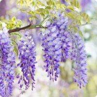 10 เมล็ดพันธุ์ เมล็ด วิสทีเรีย หมายถึง ความมีอายุยืนยาว (Wisteria) Seeds อัตราการงอก 80-85%