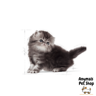 royal-canin-kitten-persia-400g