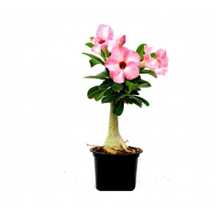 10-เมล็ด-เมล็ดพันธุ์-bonsai-ชวนชม-สายพันธุ์ไต้หวัน-สีชมพู-adenium-seed-กุหลาบทะเลทราย-desert-rose-ราชินีบอนไซ-มีคู่มือปลูก-นำเข้าจากไต้หวัน