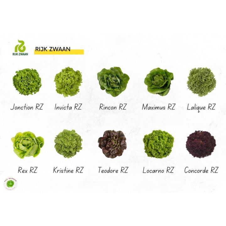 Repacked Rijk Zwaan Lettuce Seeds 100 Seeds Enza Zaden Lettuce Seeds 100 Seeds Lalique Dabi 0744