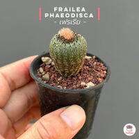 เฟรเรีย Frailea phaeodisca ไม้อวบน้ำ กุหลาบหิน cactus&amp;succulent