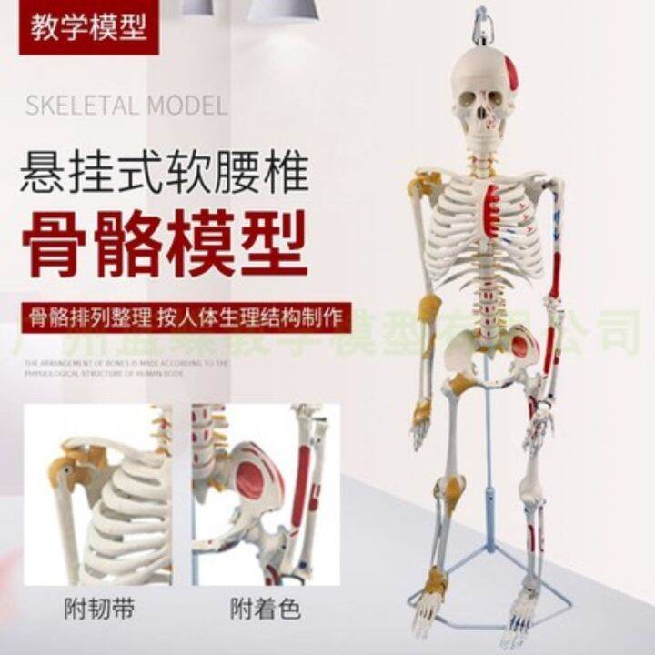 small-white-skeleton-model-of-human-body-medical-skeleton-skeleton-spine-85-cm-disc-ligament-with-neuromuscular-staining