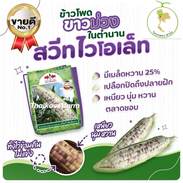 ข้าวโพดสวีทไวโอเลต-f1-หวานฝักใหญ่-ขาว-ม่วงมีให้เลือก2ขนาดสุดคุ้ม-ใหม่ล่าสุด