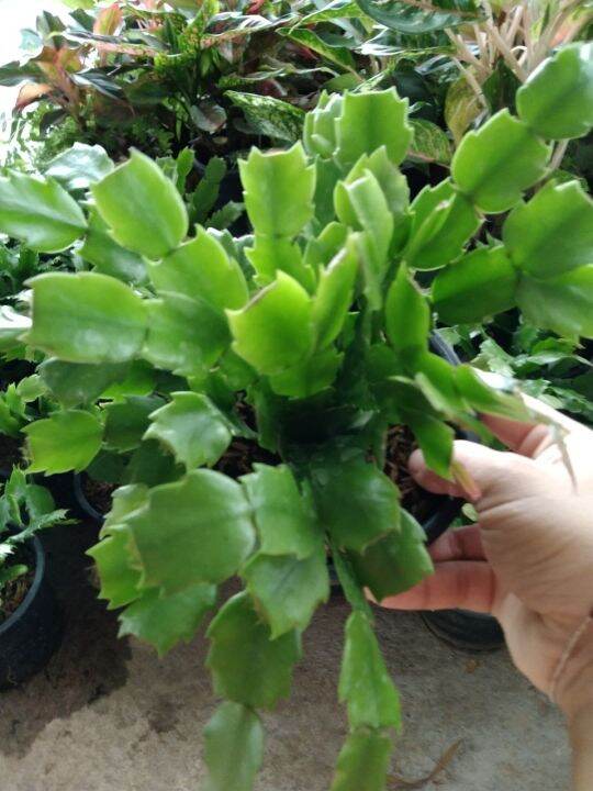 ต้นดอกโบตั๋นแคระหรือคริสมาสแคคตัส-christmas-cactus-จัดส่งแบบสุ่มดอกคละสี-ชมพู-แดง-ขาว-ส้ม-ม่วง-กระถาง5นิ้ว-ชอบแดดรำไร-เลี้ยงง่ายทนไม่ชอบน้ำ