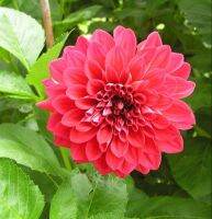 1 หัว/ชุด รักเร่ Dahlia Bulb สายพันธุ์ Ruby Foss หัวรักเร่ ดอกไม้ หัวหน่อ เหง้า นำเข้า เนเธอร์แลน หัวสดใหม่